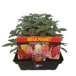 Snapdragon Tall - Antirrhinum majus - Mega Punnet Flowering Range