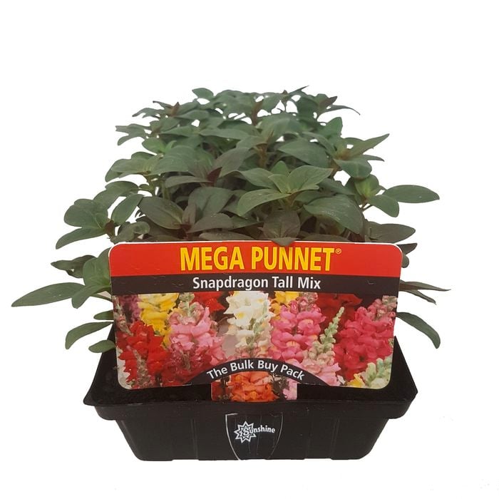Snapdragon Tall - Antirrhinum majus - Mega Punnet Flowering Range
