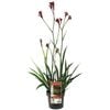 140mm Bush Ballad Kangaroo Paw - Anigozanthos hybrid Ramboball