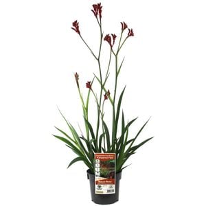 140mm Bush Ballad Kangaroo Paw - Anigozanthos hybrid Ramboball