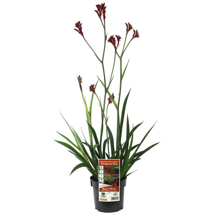 140mm Bush Ballad Kangaroo Paw - Anigozanthos hybrid Ramboball