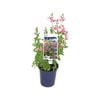 140mm Salvia HEATWAVE Blast