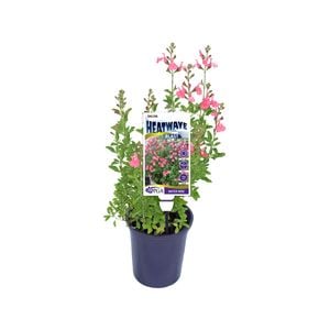 140mm Salvia HEATWAVE Blast