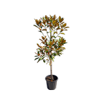30L Magnolia Grandiflora - Magnolia Grandiflora Ferruginea