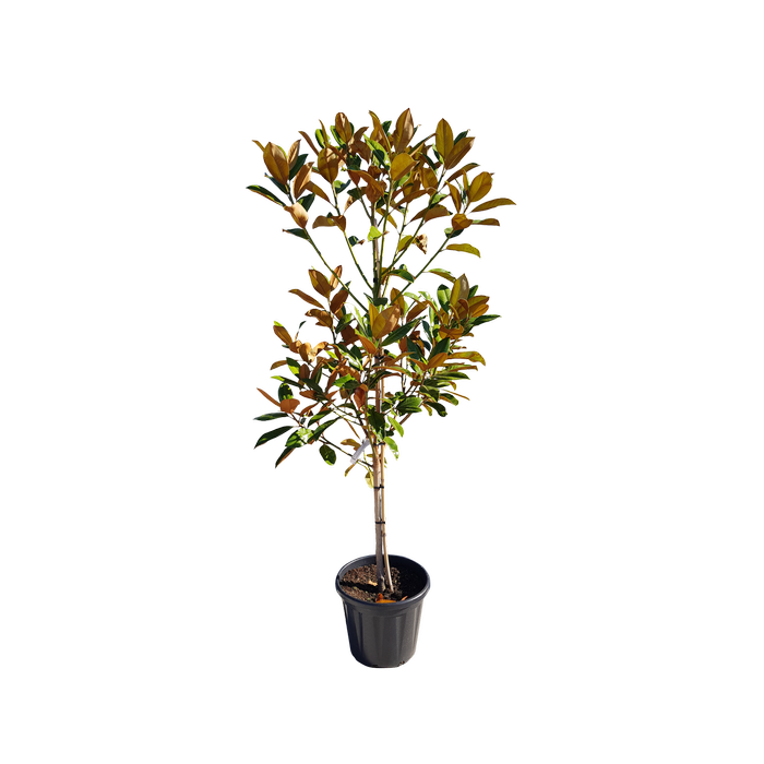 30L Magnolia Grandiflora - Magnolia Grandiflora Ferruginea