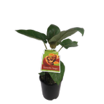 1.9L Tamarillo Tango - Cyphomandra betacea - Incredible Edibles Range