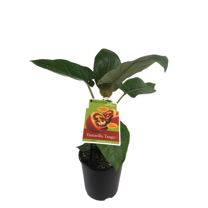 1.9L Tamarillo Tango - Cyphomandra betacea - Incredible Edibles Range