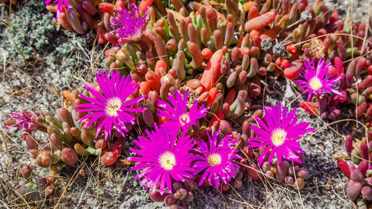 How To Grow Round Baby Pigface Bunnings Australia