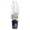 140mm Lavender English Summer Sky - Lavandula angustifolia