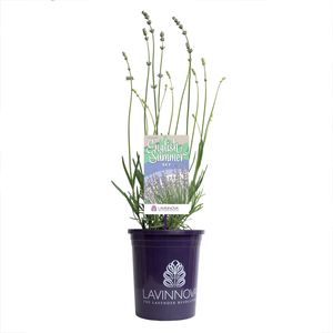 140mm Lavender English Summer Sky - Lavandula angustifolia