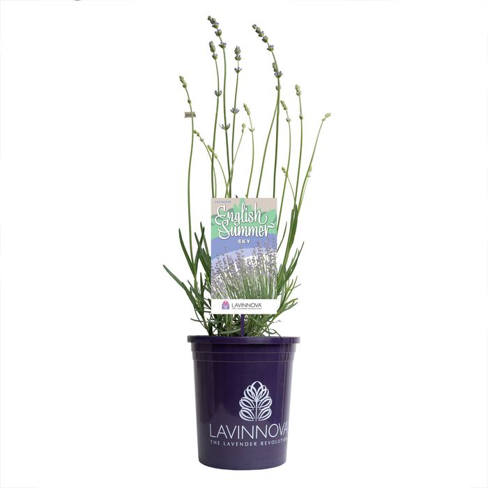 140mm Lavender English Summer Sky - Lavandula angustifolia