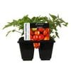 6 Cell Tomato Cocktail Mix - Lycopersicon esculentum