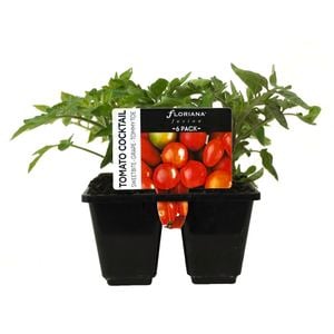 6 Cell Tomato Cocktail Mix - Lycopersicon esculentum