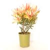 150mm Leucadendron Copper Tone - Leucadendron Salignum x Laureolum "copper tone'