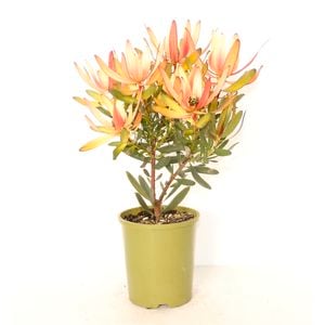 150mm Leucadendron Copper Tone - Leucadendron Salignum x Laureolum "copper tone'