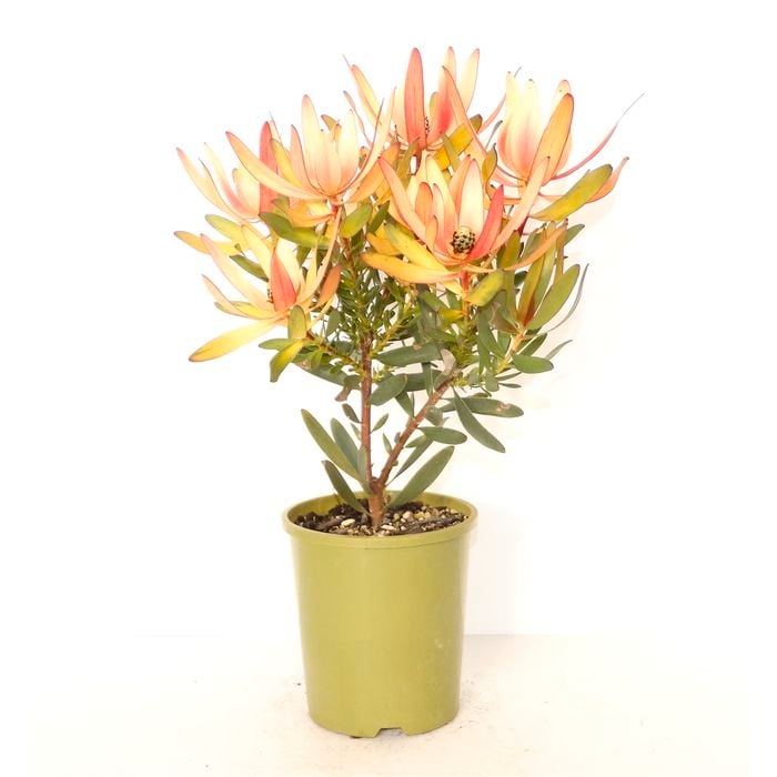 150mm Leucadendron Copper Tone - Leucadendron Salignum x Laureolum "copper tone'