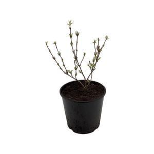 2.5L Varigated Weigelia - Weigelia florida Variegata