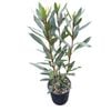 4L Pseudopanax Sabre - Pseudopanax lessonii