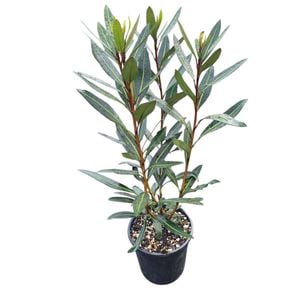 4L Pseudopanax Sabre - Pseudopanax lessonii