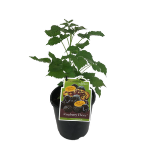 3L Raspberry Ebony  - Rubus ideaus - Incredible Edibles Range