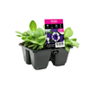 4 Cell Petunia Crazy Deja Vu - Petunia hybrida