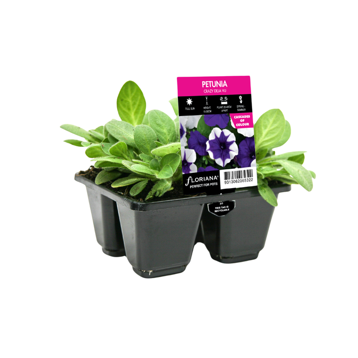 4 Cell Petunia Crazy Deja Vu - Petunia hybrida