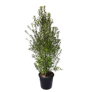 30L Black Matipo - Pittosporum tenuifolium Tasman Ruffles