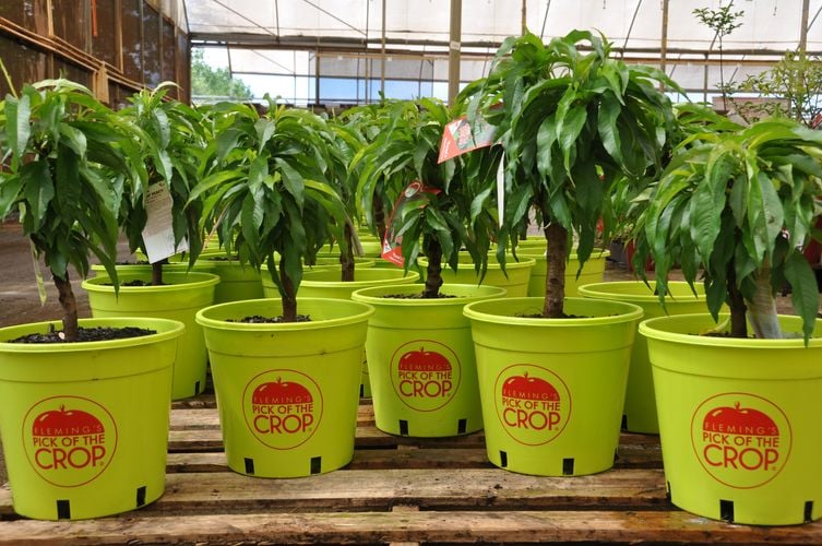 Numerous plant pots, each containing a small fruiting tree