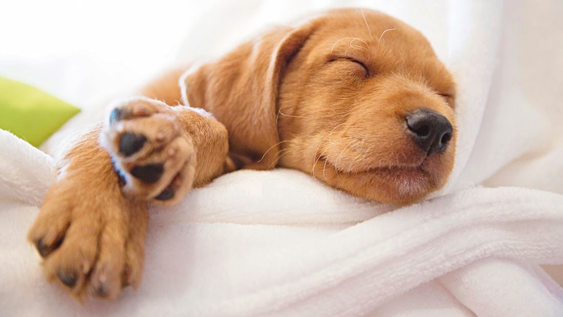 A puppy sleeping on a white pet bed.
