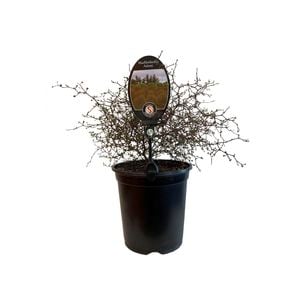3.5L Muehlenbeckia Astonii