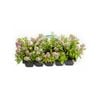 10 Cell Assorted Annuals - Impact Collection
