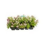 10 Cell Assorted Annuals - Impact Collection