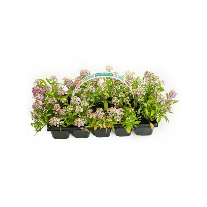 10 Cell Assorted Annuals - Impact Collection