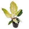125mm Snowdrift - Philodendron pinnatifidum