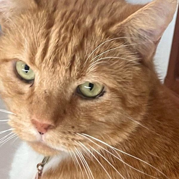 Close up of a Domestic Shorthair Cat.