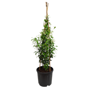 10L Star Jasmine - Trachelospermum jasminoides