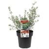 180mm Coastal Rosemary - Westringia fruticosa x eremicola Wynyabbie Gem