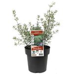 180mm Coastal Rosemary - Westringia fruticosa x eremicola Wynyabbie Gem