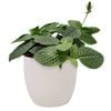 120mm Fittonia in Ceramic Pot - Fittonia albivenis