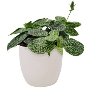 120mm Fittonia in Ceramic Pot - Fittonia albivenis