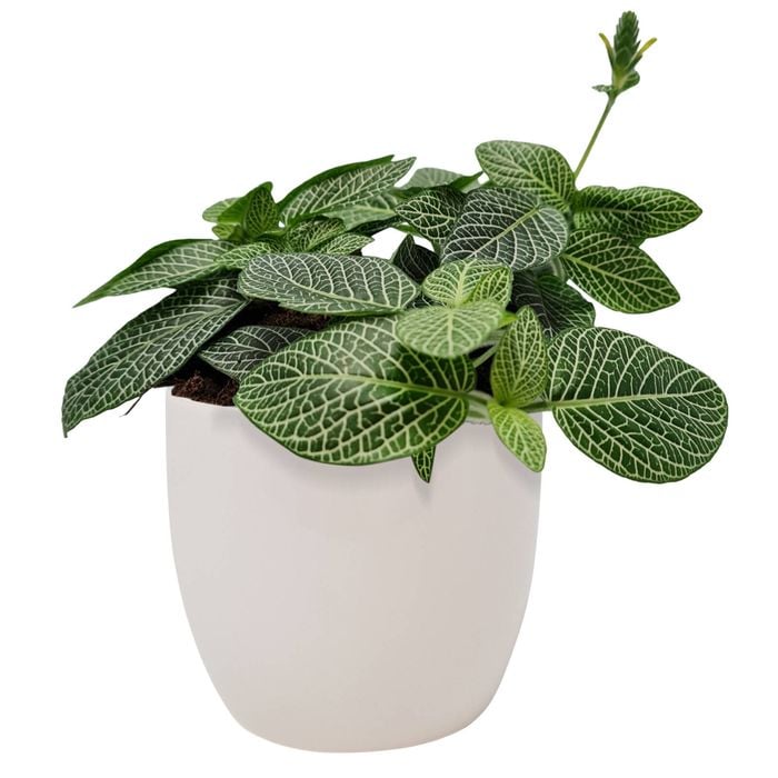 120mm Fittonia in Ceramic Pot - Fittonia albivenis