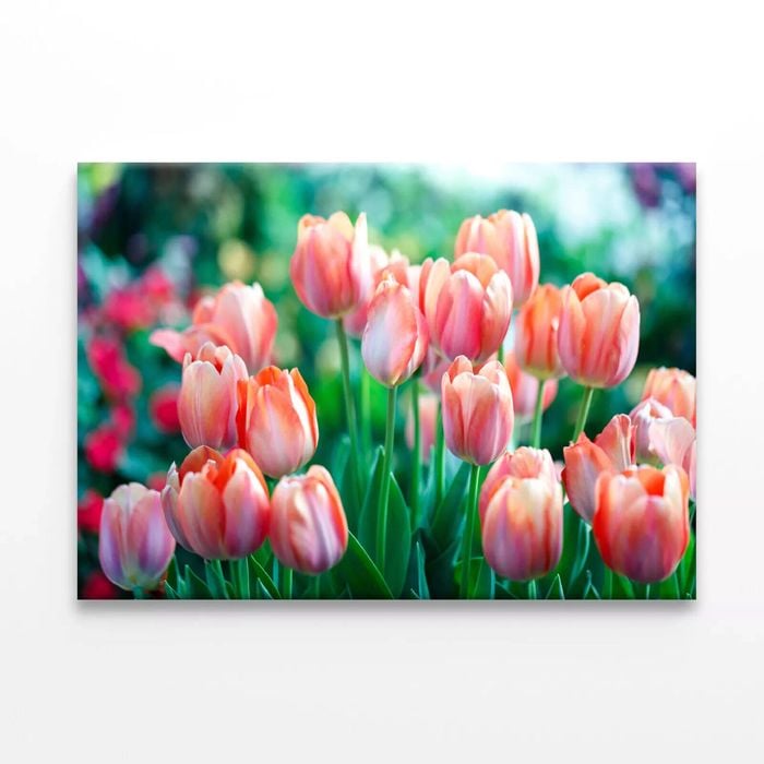 Pink Lady Tulip Flowers Blooming  Print 100% Australian Made 120 x 90cm  (Stretched)