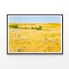 Grassland in North Dakota  Print 100% Australian Made 90x60cm  (Poster)