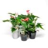 90mm Mini Assorted Anthurium In Ceramic Pot - Anthurium Andreanum