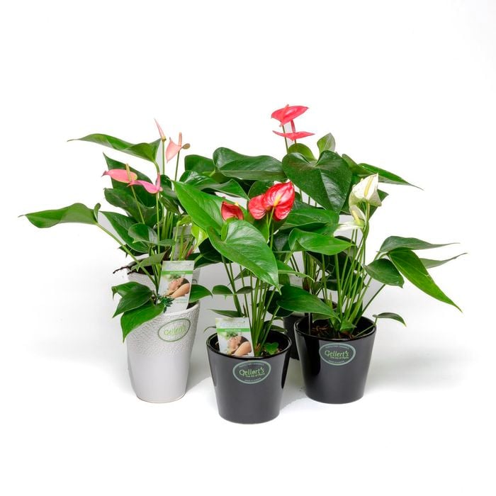 90mm Mini Assorted Anthurium In Ceramic Pot - Anthurium Andreanum