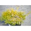 140mm Gold Diosma - Coleonema pulchrum