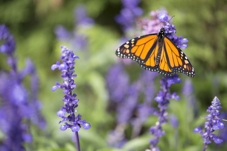 Close-up of butterfly on a purple flower