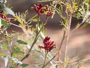 Close up of kangaroo paw plant