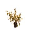 140mm Thomasia Softly - Thomasia petalocalyx