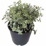 2.5L Pittosporum Silverball - Pittosporum tenn. silverball
